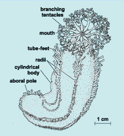 Echinodermata - The Nervous System phylum arthropoda diagram 
