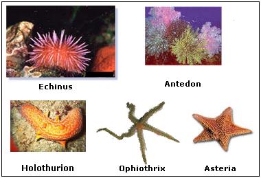 Echinodermata - The Nervous System